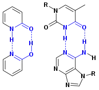 A 2-pyridone dimer compared with DNA base pairs.