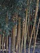 Phyllostachys sulfurea.