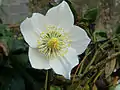 Una flor de Helleborus que muestra los sépalos petaloides.