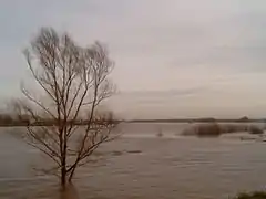 Erlecom, el rio Waal (invierno de 2007)