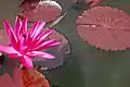 Nymphaea rubra