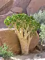 Cyphostemma currorii en Spitzkoppe (Namibia)