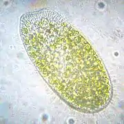 Paramecium bursaria (Peniculida)