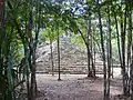 CobáClima tropical de sabana (Aw)