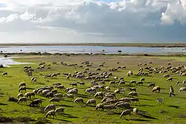 Ovejas cerca del lago Bistónide