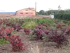 Viñedo en Cigales