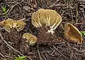 Helvella acetabulum