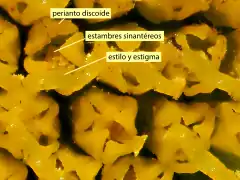 Detalle del perianto discoide, los estambres sinantéreos y el estilo con sus dos ramas en L. vulgare.