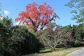 Árbol en floración.