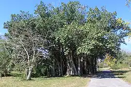 Bosquete en el interior del jardín botánico.