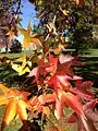 Hojas en otoño