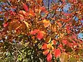 Follaje de otoño