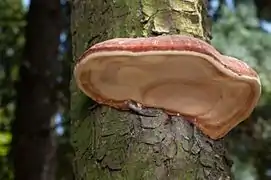 Fomitopsis pinicola