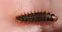 Dermestes laniarius larva