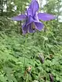 Aquilegia vulgaris