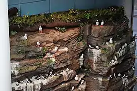 Maqueta de los acantilados de Látrabjarg con frailecillos y otras aves marinas.