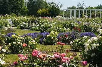 Rosaleda del Jardín Botánico de la Universidad Vytautas Magnus en Kaunas, Lituania.