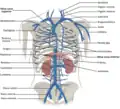 Venas de las regiones torácica y abdominal