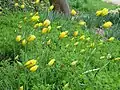 Tulipanes silvestres (Tulipa sylvestris) en "Magdalenengarten".