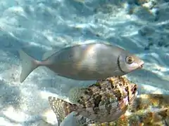 Dos ejemplares de S. rivulatus, el inferior con traje de camuflaje, Creta, Grecia.