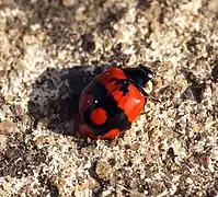 Adalia bipunctata f. annulata