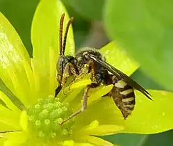 Abeja parásita Nomadinae Pensilvania