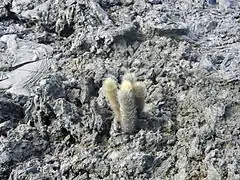 B. nesioticus creciendo entre la lava