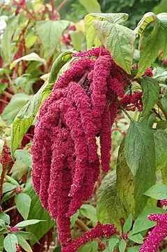 Amaranthus caudatus especies de Amaranthus