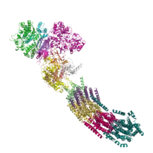 NADH deshidrogenasa de Thermus thermophilus