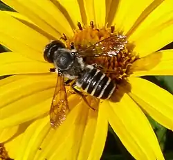 Megachilidae en girasol, Pensilvania