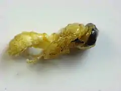 Trypoxylon collinum, pupa (familia Crabronidae). Pensilvania, Estados Unidos