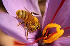 Las iridáceas perdieron un verticilo de estambres, pero en muchas de ellas, como en Iris (ya vista), las ramas estilares mejoran la eficiencia de los estambres que quedan cumpliendo una función significativa en el síndrome floral, muchas veces son alargadas y petaloideas. El azafrán son los estilos-estigmas curados (secados) de Crocus sativus (en rojizo, 3 ramas, entre las 3 anteras), una iridácea.