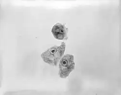 Naegleria gruberi (Schizopyrenida)