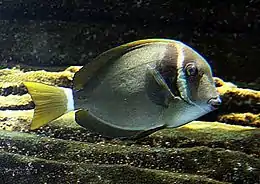 Acanthurus leucopareius