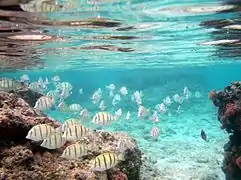 Cardumen de A. triostegus en Rarotonga, islas Cook.