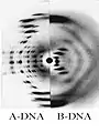 Radiografías de difracción del ADN, tema del estudio de Rosalind Franklin que llevó a los resultados de Watson y Crick.