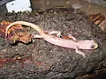 Ejemplar albino de Aneides lugubris hallado en Lafayette (California).