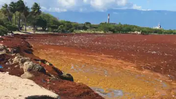 Algas en la provincia de Barahona, República Dominicana.