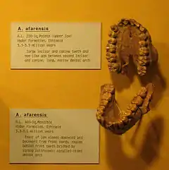 Fósiles AL 200-1 (superior) y AL 400-1 (inferior) de Australopithecus afarensis de hace más de tres millones de años.