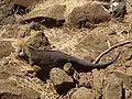 Conolophus en la Isla Seymour Norte, Galápagos.