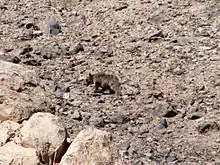 Un oso de pelaje peludo moviéndose en un entorno muy rocoso.