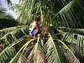 Tubero en la palma de coco recolectando tuba.