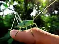 Saltamontes saltamontes