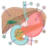 Órganos digestivos: 1.Esófago 2.Diafragma 3.Estómago 4.Hígado 5.Vesícula biliar 6.Duodeno 7.Páncreas 8.Bazo