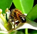 Abeja (Apis mellifera) polinizando una flor de azahar