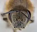 Detalle de la cabeza de un Colletes daviesanus.
