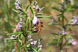 Abeja alimentándose de néctar en el parque nacional de Monfragüe.