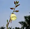 Abelmoschus manihot ssp. tetraphyllus en Goa, India.