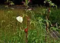 Abelmoschus manihot ssp. tetraphyllus en Goa, India.