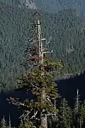 Viejo espécimen de abeto noble en el parque nacional del Monte Rainier